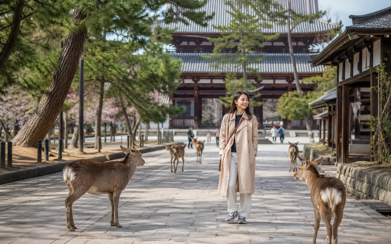 Nara Park day trip during a fourteen-day Japan itinerary
